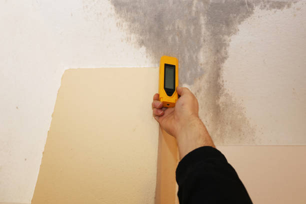 Best Basement Mold Removal  in USA